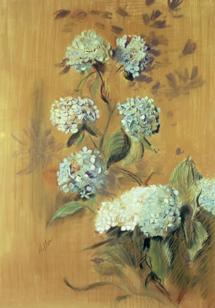 Ortensie - Ferrers Gallery, London